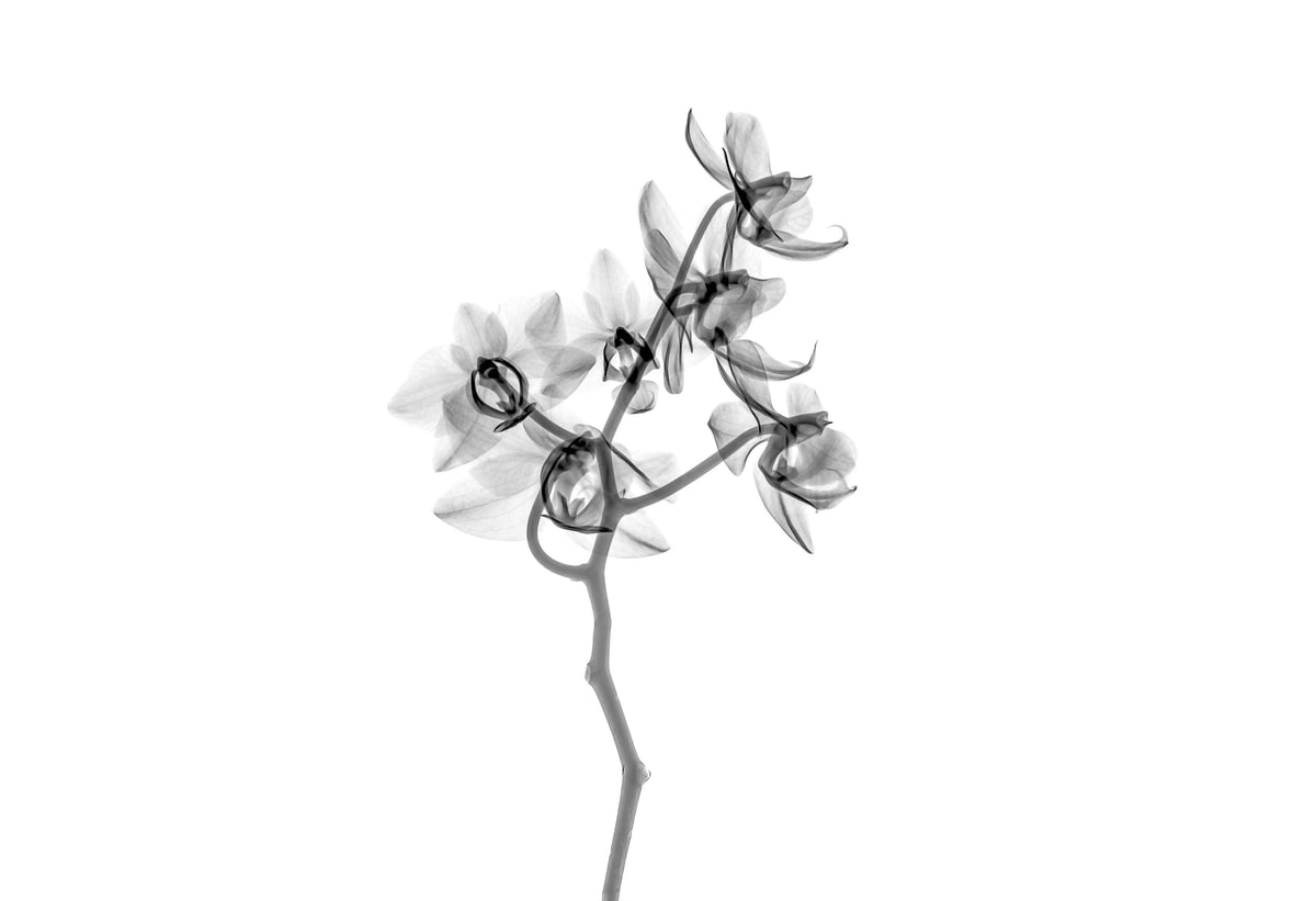 Life in Abstract
